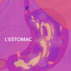 La Méthode SYNTONI - Digestion (version digitale) – Image 4